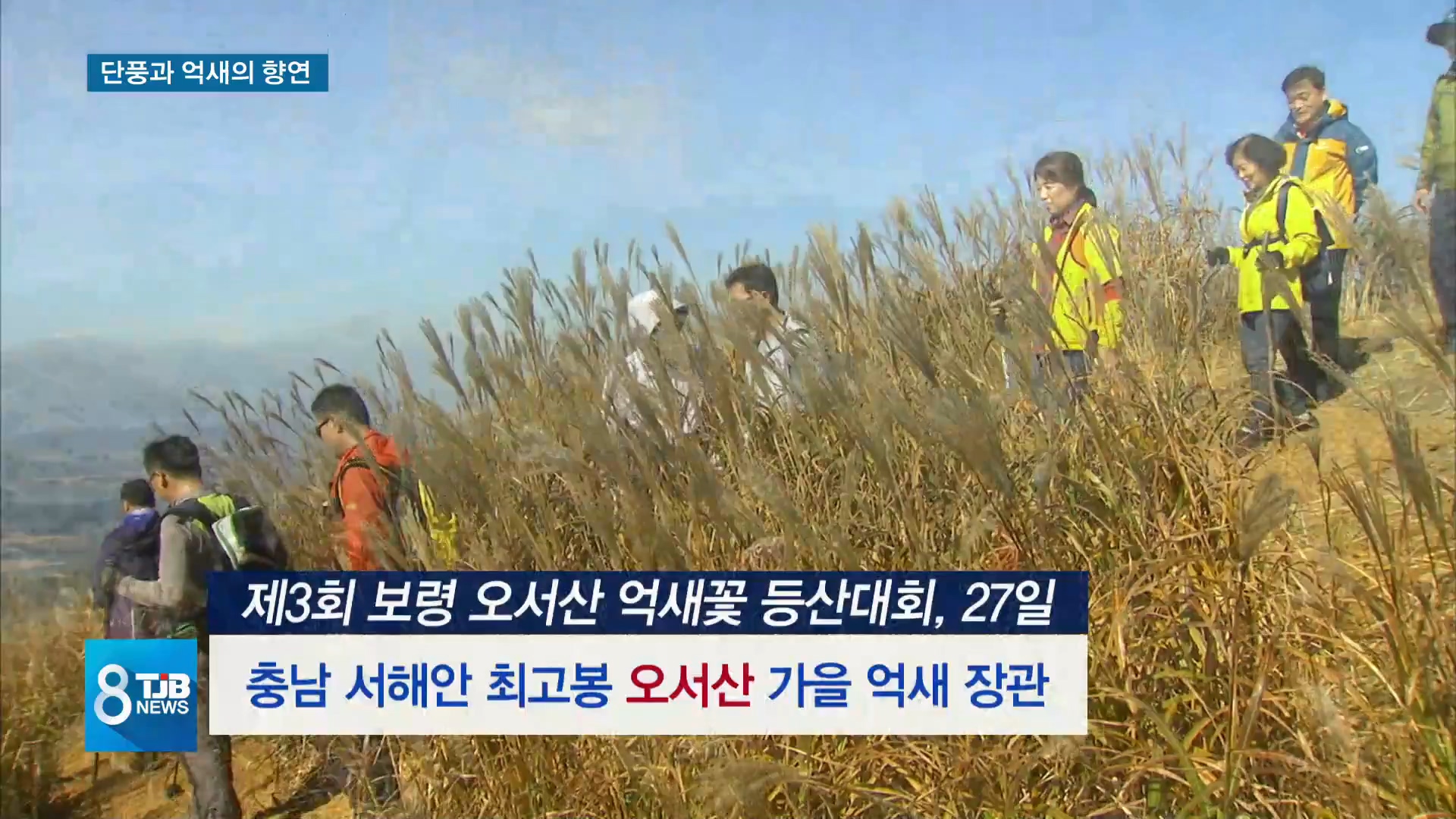 [1025 TJB 8시 뉴스] 단풍과 억새가 펼치는 가을빛 장관